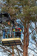 jardinesgredos-es_trabajos_poda_en_altura_0001.jpg