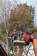 jardinesgredos-es_trabajos_poda_en_altura_0005.jpg