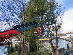 jardinesgredos-es_trabajos_poda_en_altura_0013.jpg