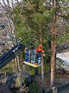 jardinesgredos-es_trabajos_poda_en_altura_0015.jpg