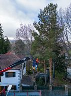 jardinesgredos-es_trabajos_poda_en_altura_0017.jpg