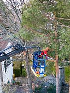 jardinesgredos-es_trabajos_poda_en_altura_0018.jpg