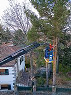 jardinesgredos-es_trabajos_poda_en_altura_0021.jpg