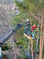 jardinesgredos-es_trabajos_poda_en_altura_0022.jpg