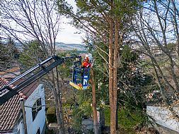 jardinesgredos-es_trabajos_poda_en_altura_0023.jpg