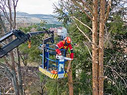 jardinesgredos-es_trabajos_poda_en_altura_0024.jpg